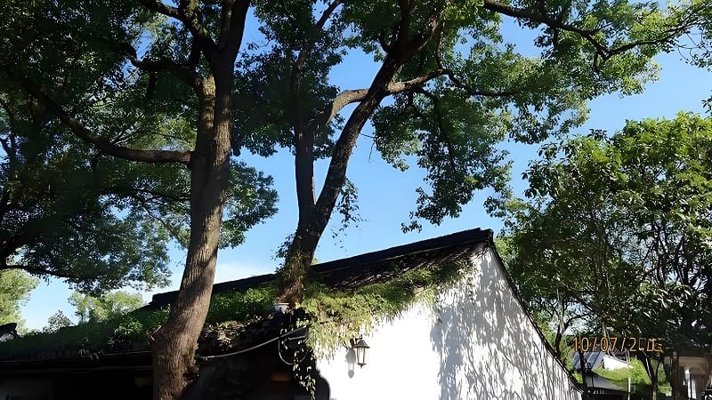 樹木穿宅、外煞、風水、風水有關係