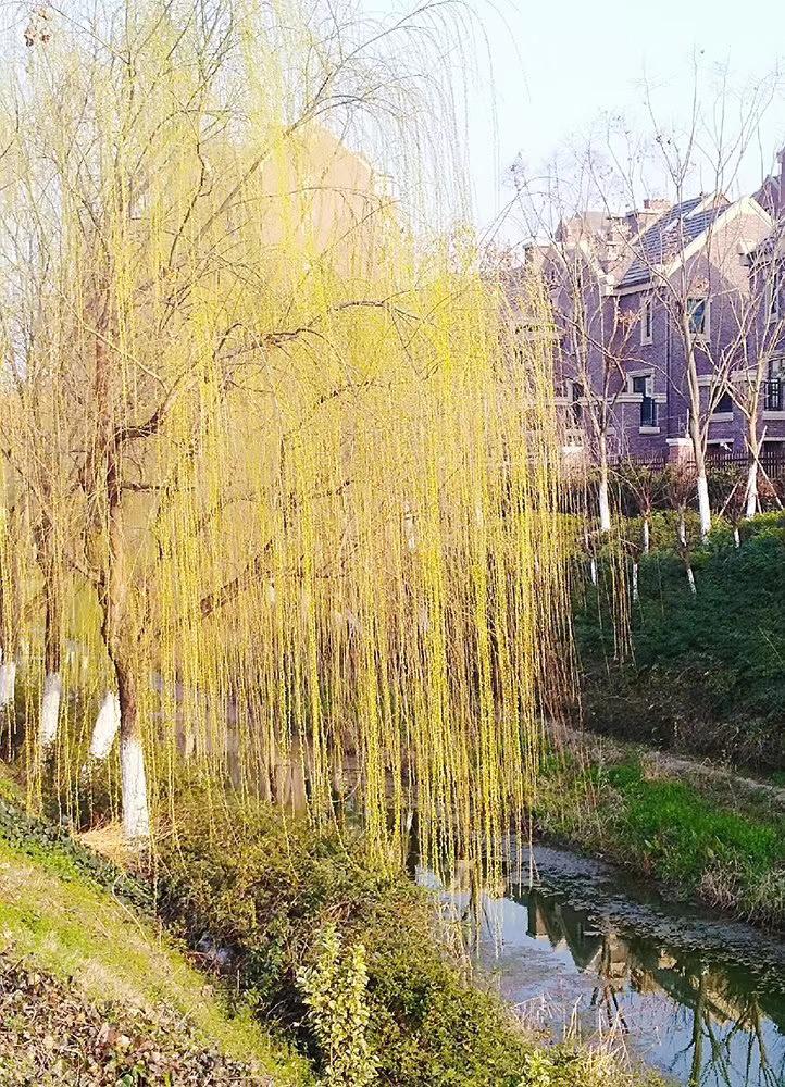 住家栽種楊柳樹,恐釀陰煞纏身!家運衰退、桃花劫難逃 - Ailan風水研究室