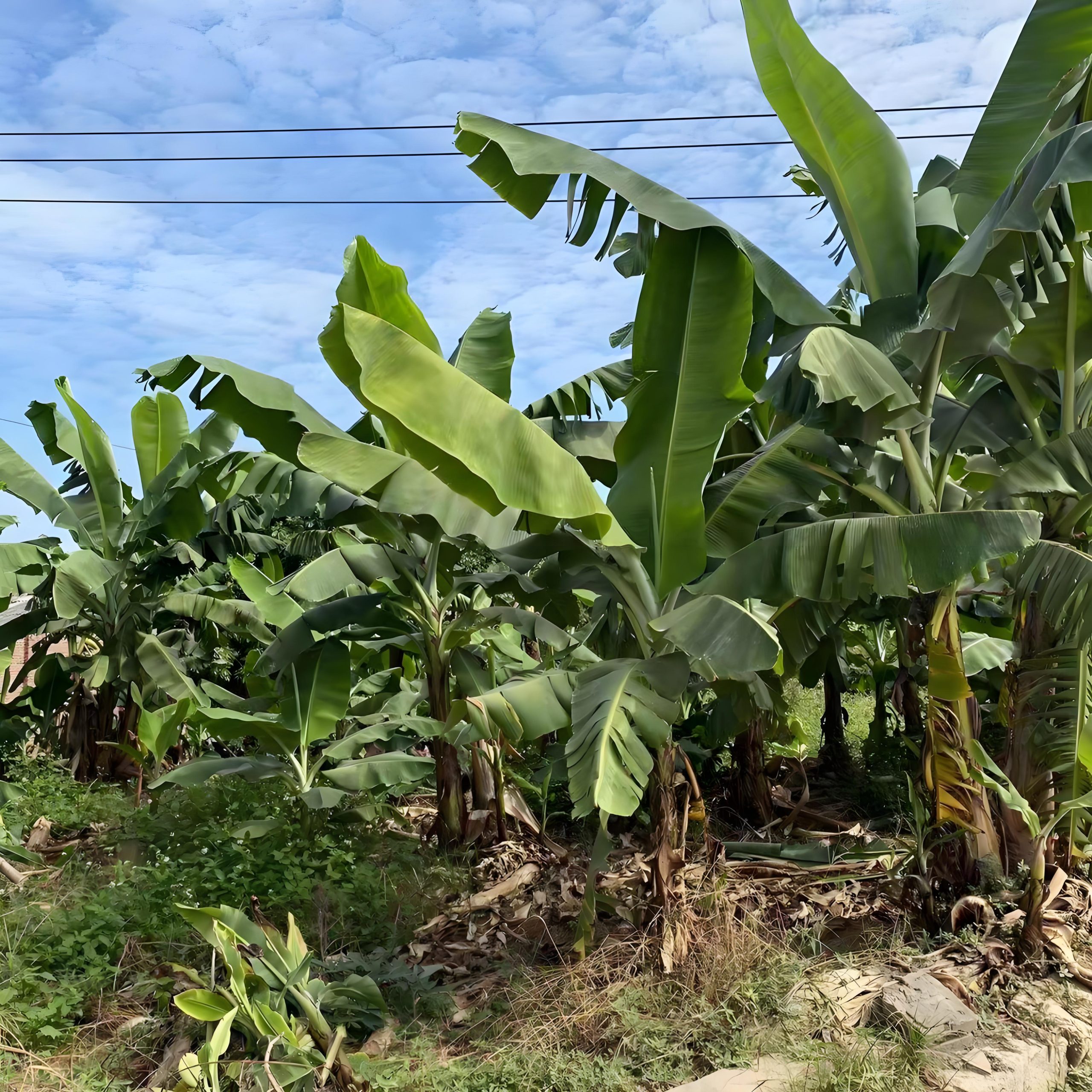 住家栽種芭蕉樹